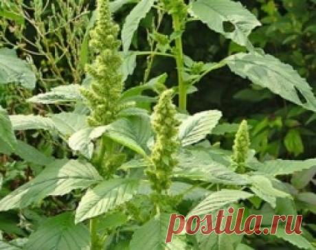 Щирица угрожает фермерским хозяйствам - Садоводка