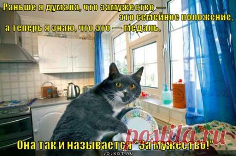 Смешные картинки кошек с надписями (Страница 490) | Лолкот.Ру