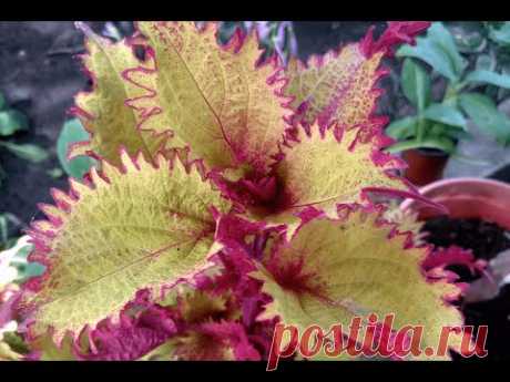 Колеус гибридный &quot;Хенна&quot; (Coleus hybridus &quot;Henna&quot;)
