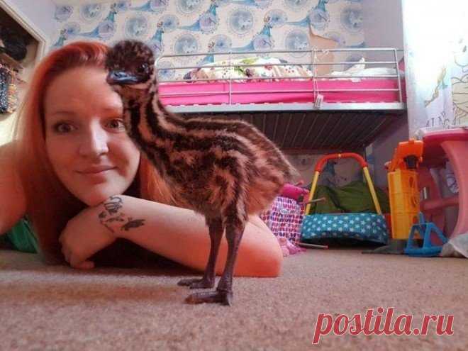 Приобрела на eBay яйцо за 30 долларов и высидела Эму Приобретая яйцо на аукционе eBay, Шарлотта Харрисон (Charlotte Harrison) понятия не имела, вылупится ли из него птенец. На всякий случай Шарлотта купила домашний инкубатор, поместила в него своё приобретение и каждый день переворачивала его на другой бок. Какова же была её радость, когда через 47 дней скорлупа треснула, и на свет появился милый птенец эму, которого назвали Кевином.
