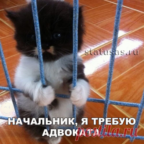 Смешные картинки про кошек с надписями (160 фото) 🔥 Прикольные картинки и юмор Далее предлагаем посмотреть смешные картинки про кошек с надписями. Прикольный котенок. Кот в ванне. Классный кот. Кот за столом. Закон о земном