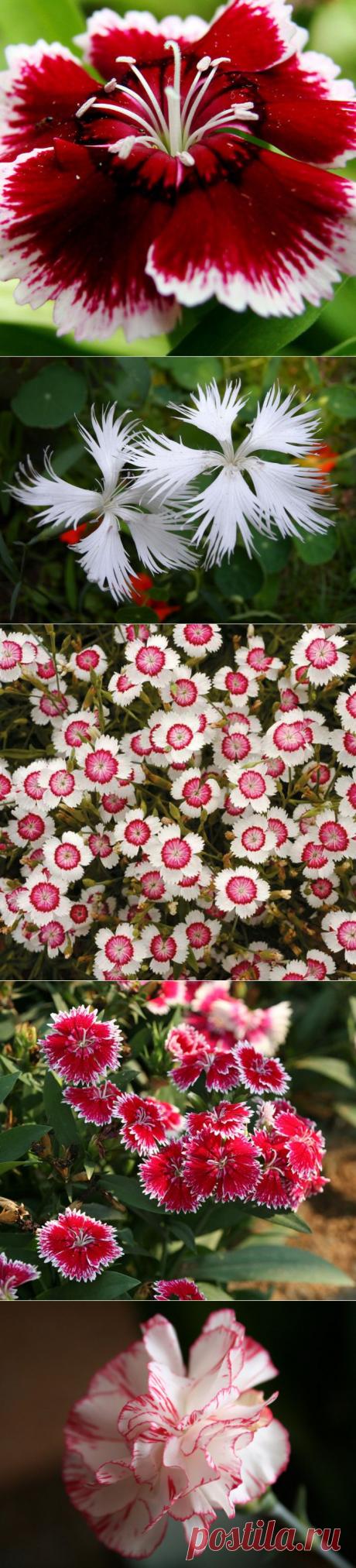 Гнев богини. Гвоздики - галерея фото