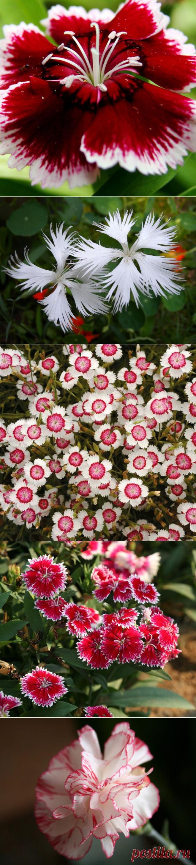 Гнев богини. Гвоздики - галерея фото