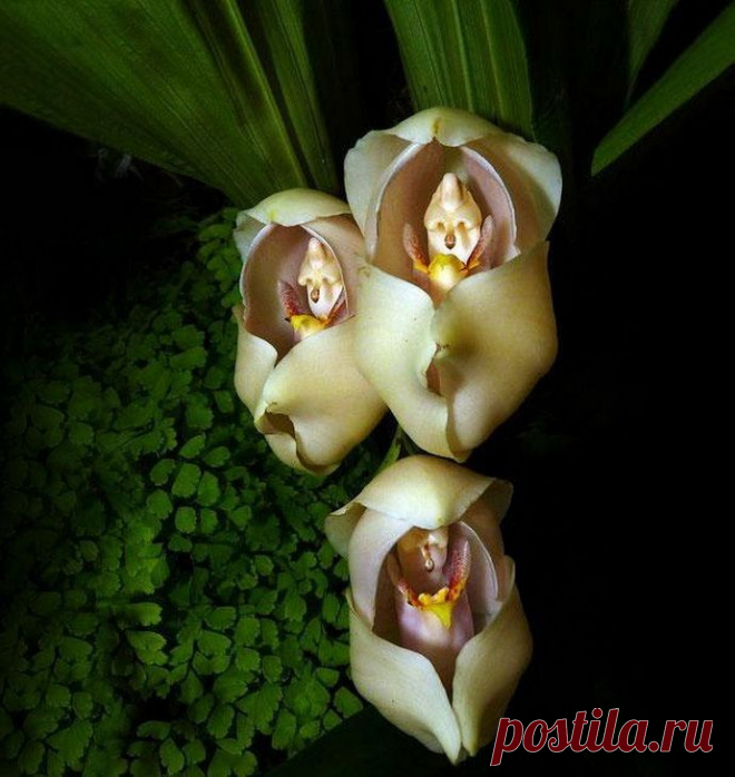 Удивительные цветы. 
Запеленованные младенцы (Anguloa Uniflora)
Некоторые цветы так увлеклись вариацией своего внешнего вида, что стали походить на людей, животных и прочих знакомых нам персонажей. Своим внешним видом растения могут не только привлекать «опылителей», но и отталкивать недоброжелателей. Одни идеально подойдут для опыления насекомыми, другие для колибри.