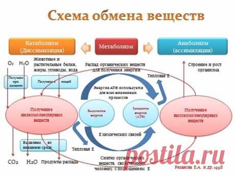 Разгони обмен веществ!