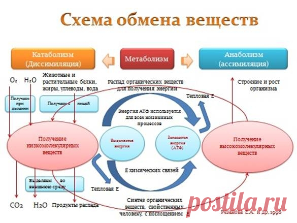 Разгони обмен веществ!