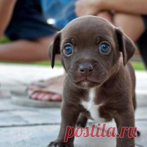 Самые потрясающие щенки в мире - МирТесен
