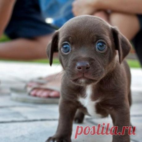 Самые потрясающие щенки в мире - МирТесен
