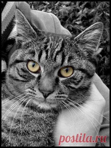 Are you looking at me? My boyfriend was holding this cat in his arms, but as you can see it was more interested in me and my cam.