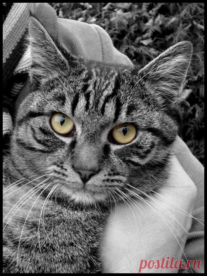 Are you looking at me? My boyfriend was holding this cat in his arms, but as you can see it was more interested in me and my cam.