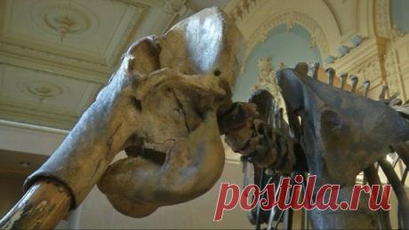 Скелет мамонта из Сибири продан во Франции более чем за 548 тыс. евро | Живой мир - природа