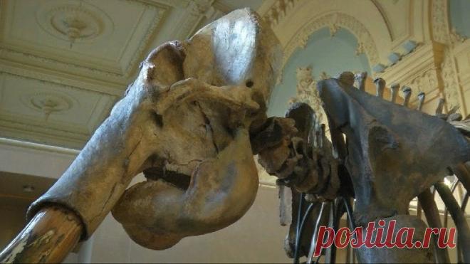 Скелет мамонта из Сибири продан во Франции более чем за 548 тыс. евро | Живой мир - природа