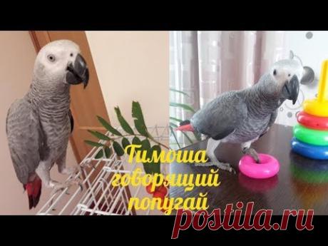 Тимоша говорящий попугай, вид Жако. Подборка видео #6