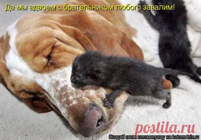 Забавные животные