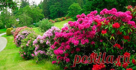 27 цветущих кустарников, которые преобразят ваш сад