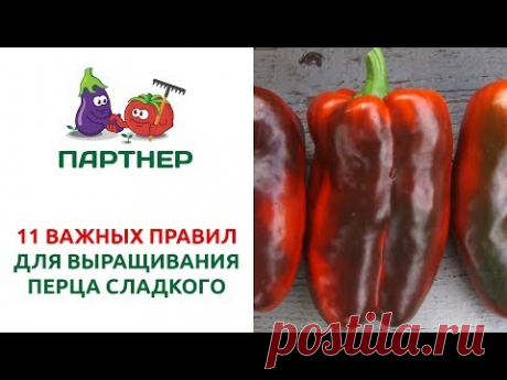 11 ВАЖНЫХ ПРАВИЛ ДЛЯ ВЫРАЩИВАНИЯ ПЕРЦА СЛАДКОГО