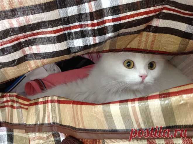 Спряталась