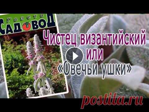 Как вырастить и размножить ЧИСТЕЦ ВИЗАНТИЙСКИЙ, Почему в народе Чистец византийский называют овечьими ушками...