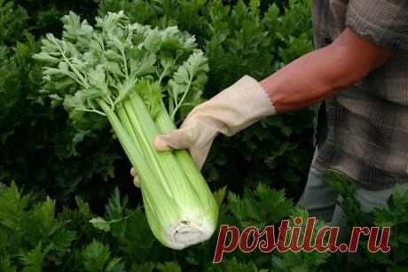 Волшебный эффект ежедневного употребления сельдерея / Будьте здоровы