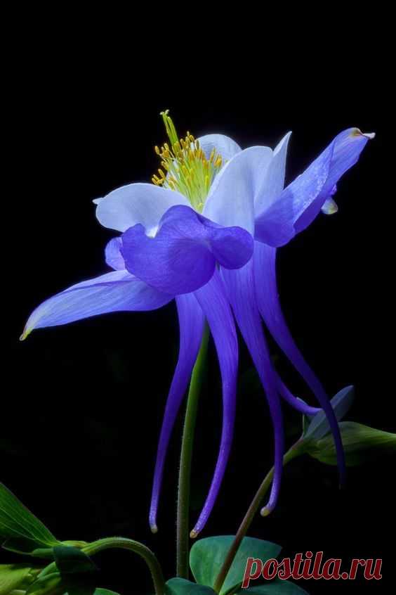 (10) Pinterest