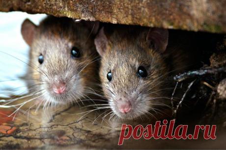 Как дешево избавиться от мышей в доме: мой рабочий способ и несколько советов
А этот рецепт мне посоветовала коллега. У нее работает безотказно, так что и я попробовал. Пока успешно, но не знаю, будет ли эффект долгим. Супруг этой сотрудницы заядлый охотник, он и поделился простым рецептом. Они с друзьями, когда в охотничьих домиках в лесу оставляют провизию, именно этим средством отпугивают непрошеных серых гостей часто используют охотники. […]
Читай дальше на сайте. Жми подробнее ➡