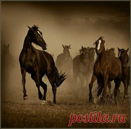 35PHOTO - Fotojazz - &quot;Но что-то кони мне попались привередливые....&quot;