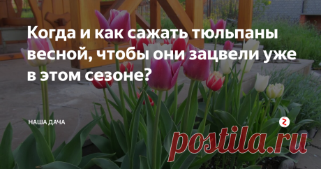 Когда и как сажать тюльпаны весной, чтобы они зацвели уже в этом сезоне? И вообще, возможно ли такое?
Забегая вперед, скажу – вообще-то, да, теоретически возможно. Только есть некоторые условности, которые должен соблюсти садовод, и тогда уже в этом сезоне тюльпанчики порадуют вас яркими головками цветов.