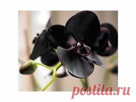 (52) Одноклассники