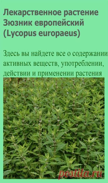 Лекарственное растение Зюзник европейский (Lycopus europaeus). Многолетнее растение высотой 20-100 см с длинными подземными побегами, Стебель ветвистый, редко не ветвится. Листья широколанцетные до эллиптических, у основания перисто-разрезные, до 4 см шириной и 10 см длиной, по краям пильчатые до глубоко-зубчатых.