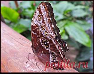 Butterfly. | Flickr - Photo Sharing!