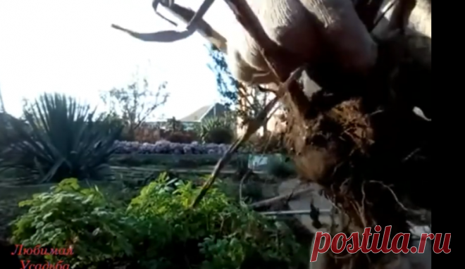 Лиатрис посадка размножение уход (Любимая усадьба ) - поиск Яндекса по видео