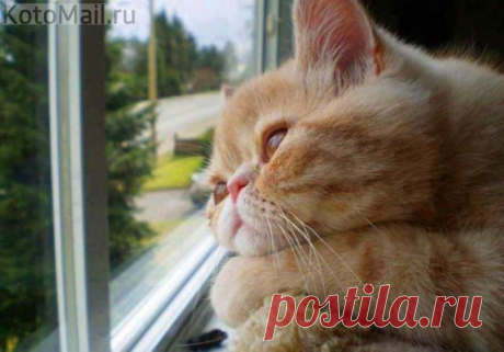 Скучаю... | KotoMail.ru