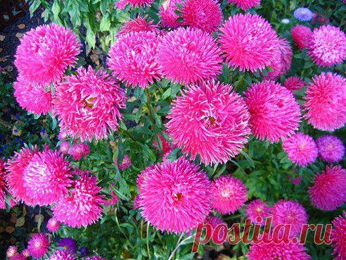 Роскошные астры