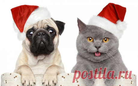 Обои кот, собака, мопс, новый год, животные на рабочий стол | 87133