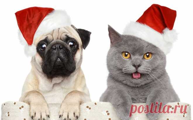 Обои кот, собака, мопс, новый год, животные на рабочий стол | 87133