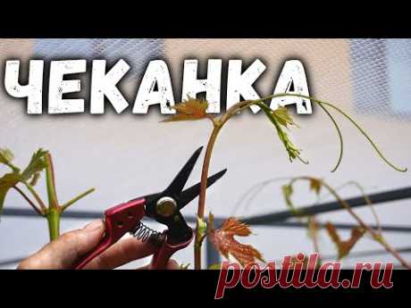 Чеканка побегов винограда