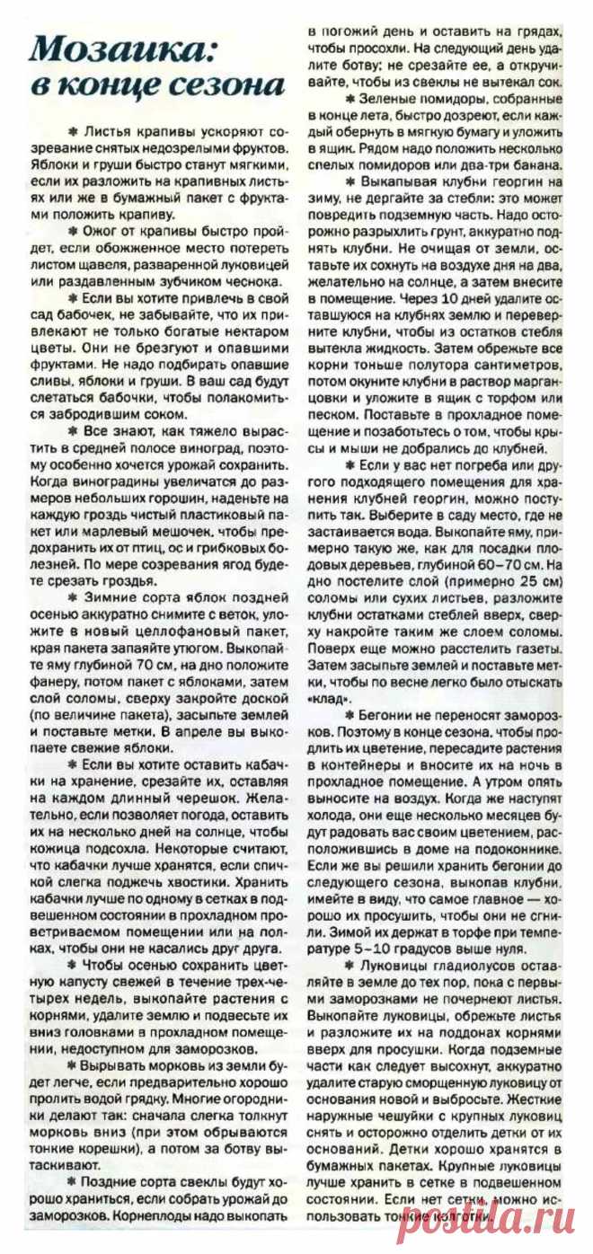 Дачные советы