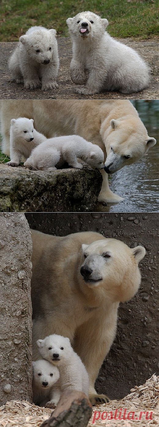 Фотосессия полярных медвежат