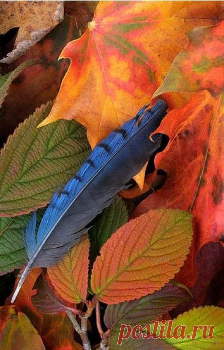 autumn  |  Найдено на сайте laloofah.blogspot.com.