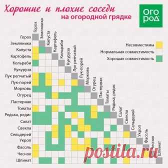 Соседство растений на огороде - Садоводка | Сад, огород | Постила