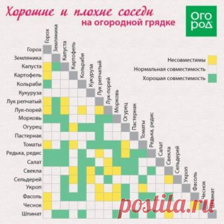 Соседство растений на огороде - Садоводка | Сад, огород | Постила