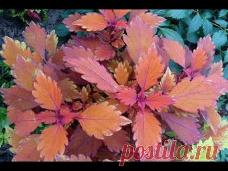 Колеус гибридный &quot;Спитфаер&quot; (Coleus hybridus &quot;Spitfire&quot;)
