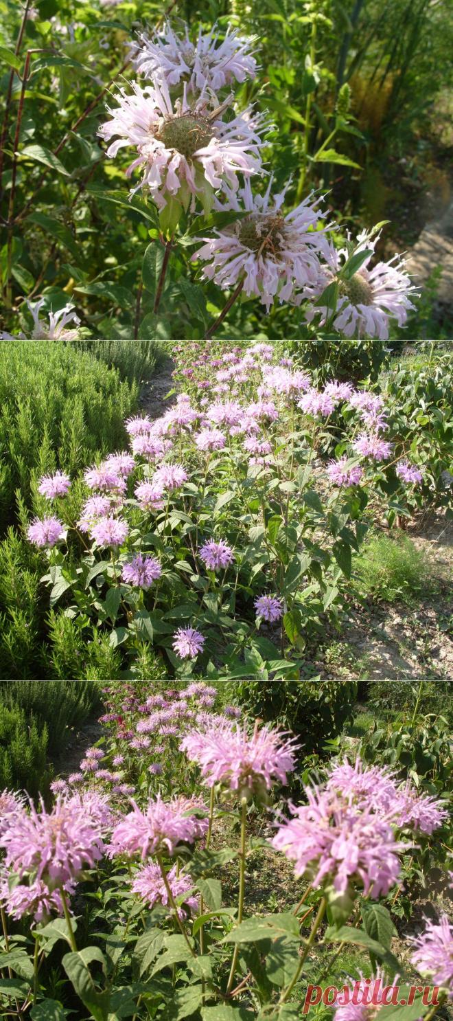 Монарда дудчатая - пряность с цитрусовым ароматом. Сохраните любой пост с сайта 7dach.ru в Постиле и выиграйте призы от интернет-магазина Клуб Красоты. Чем больше постов - тем выше шансы. Розыгрыш состоится в понедельник, 30 декабря. В акции участвуют все посты, которые содержат этот текст или фото призов!