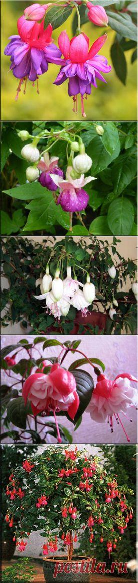 Фуксия (Fuchsia). Описание, виды и уход за фуксией | Флористика на "Добро ЕСТЬ!"