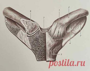 Грудино-ключичные суставы (articulationes sternoclaviculares)