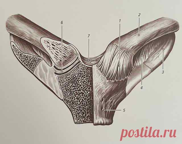 Грудино-ключичные суставы (articulationes sternoclaviculares)