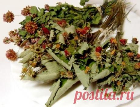 Время собирать целебные листочки