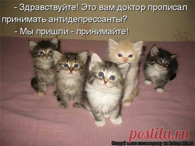 котоматрица: 285 тыс изображений найдено в Яндекс.Картинках
