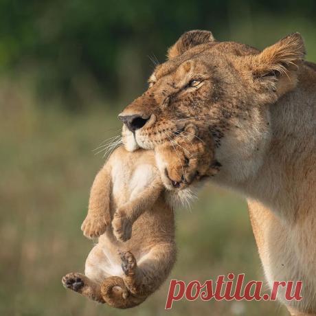 Смешная дикая природа