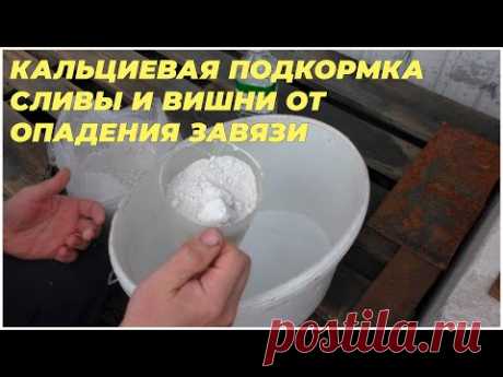 Кальциевая подкормка сливы и вишни от опадения завязи | postroy-sam.com